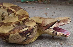 УДАВ ОБЫКНОВЕННЫЙ (Boa constrictor), змея подсемейства удавов